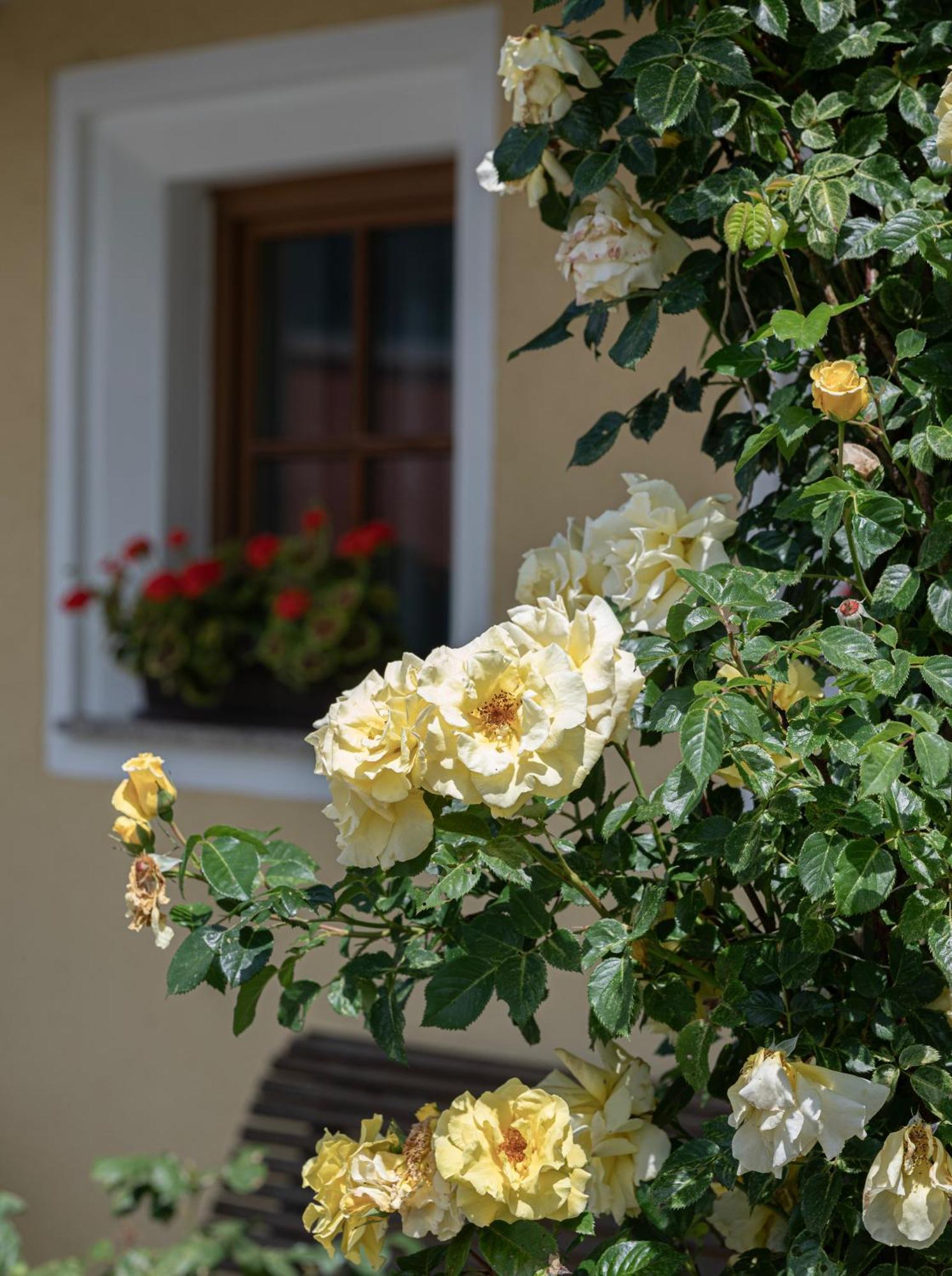 Zederberg Appartements Sankt Johann im Pongau Esterno foto